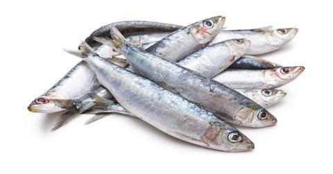 diet for breeding dogs