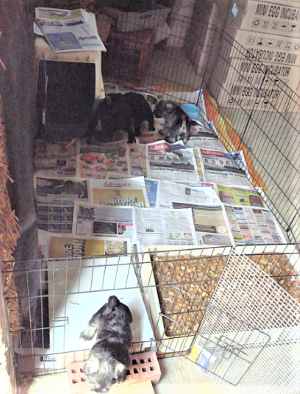 potty train puppies