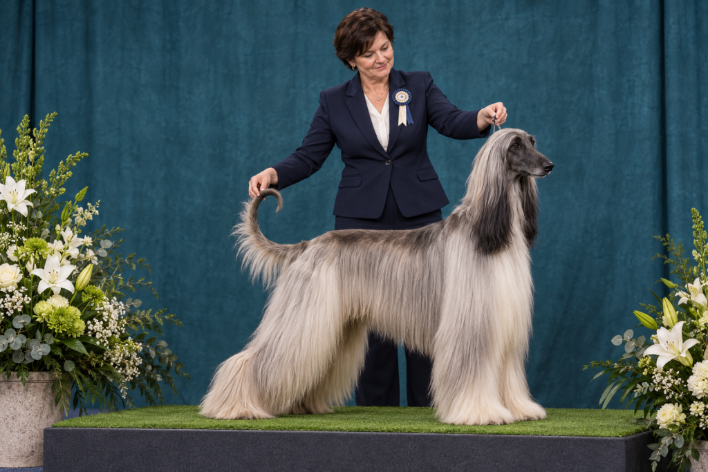 show breeding improving the breed